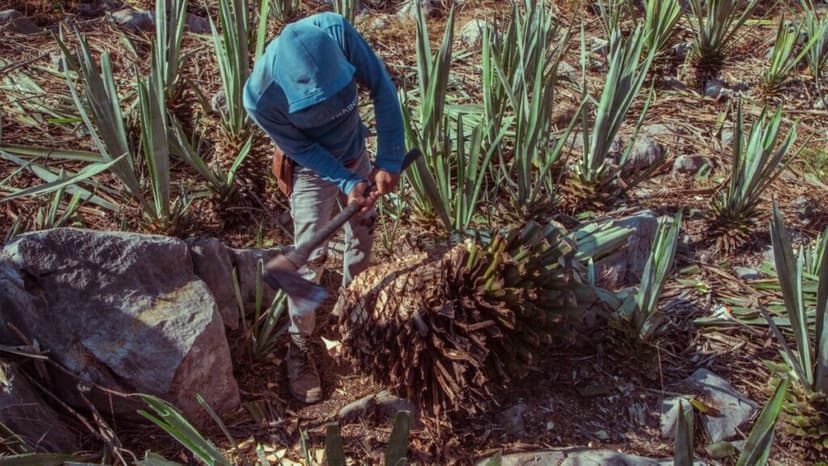 El camino hacia el mezcal