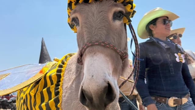 ‘Abejita Chiquitita Beky’ gana la Feria Internacional del Burro de Otumba