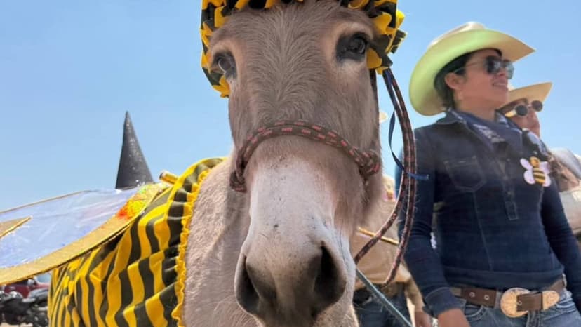‘Abejita Chiquitita Beky’ gana la Feria Internacional del Burro de Otumba