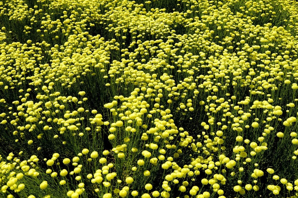 Adiós a los mosquitos y las polillas: esta planta ahuyenta a los insectos y perfuma tu hogar tanto como la lavanda