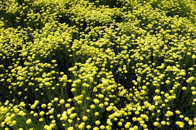 Adiós a los mosquitos y las polillas: esta planta ahuyenta a los insectos y perfuma tu hogar tanto como la lavanda