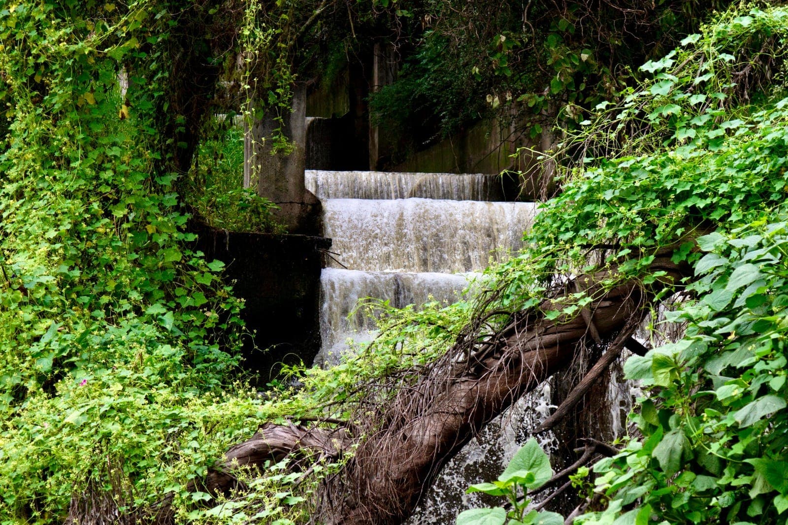 Anuncian proyecto para abrir río en la Cuarta Sección del Bosque de Chapultepec