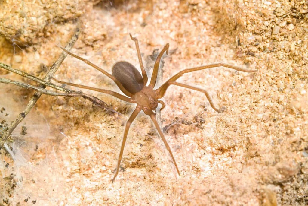 Araña violinista: cómo identificar la telaraña de la araña del rincón. Qué hacer si te la encuentras y cómo evitar su picadura
