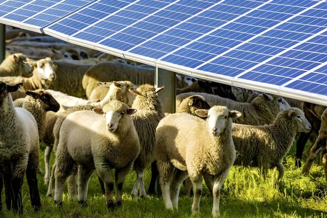 Australia quiso comparar 1,700 ovejas y descubrió algo sorprendente: las que cuidaron bajo paneles solares dieron mejor lana