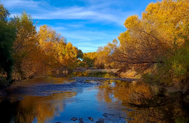 Bosque de Aldama, álamos milenarios en la puerta de Chihuahua