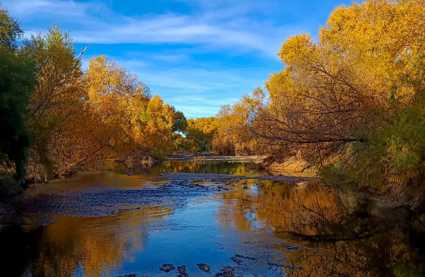 Bosque de Aldama, álamos milenarios en la puerta de Chihuahua