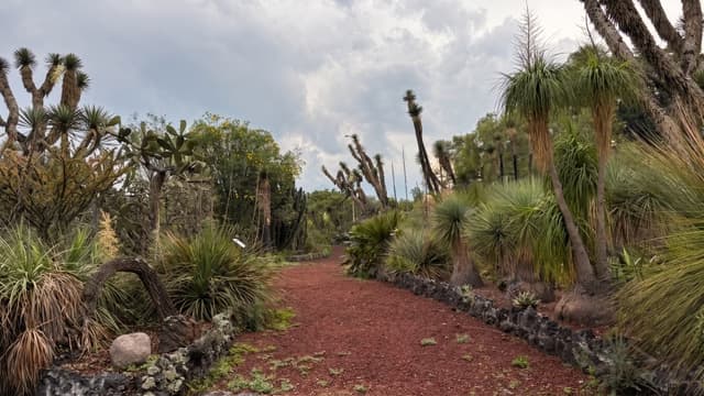 Botánica de lo Oculto: conoce las plantas sagradas en este recorrido por el Jardín Botánico de la UNAM