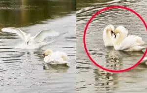 Captan momento exacto en que una pareja de cisnes enamorados se reencuentran y realizan hermoso "baile de cortejo"