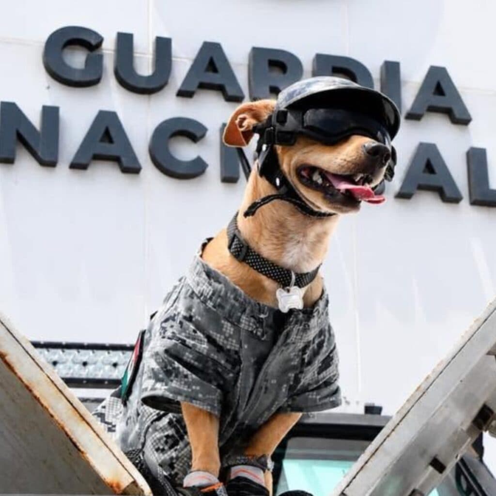 Carrera con perros, adopciones y Comando Chihuahua: así será el Can Fest en CDMX