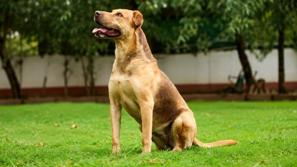 Participar en la promoción de Pedigree es sencillo y requiere registrar el ticket de compra en su sitio web o vía WhatsApp.