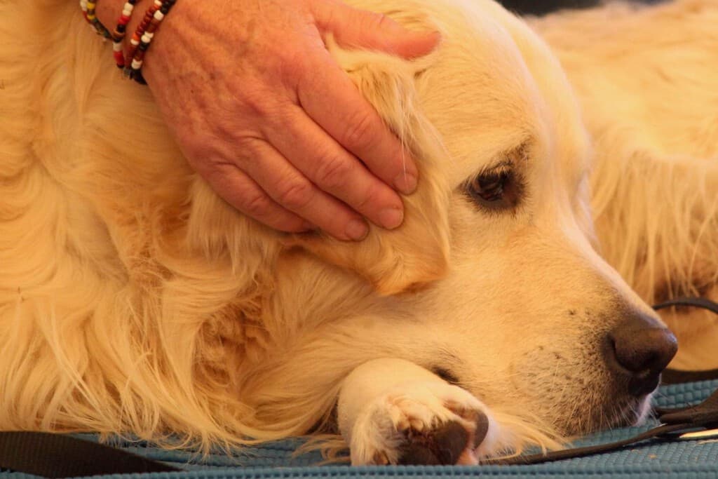 Conoce el método Tellington para proteger a tu perro durante la quema de pirotecnia este 15 de septiembre
