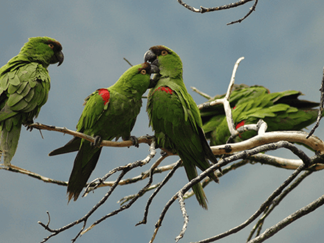 Conoce la Ruta de Observación de Aves del Noreste Mexicano