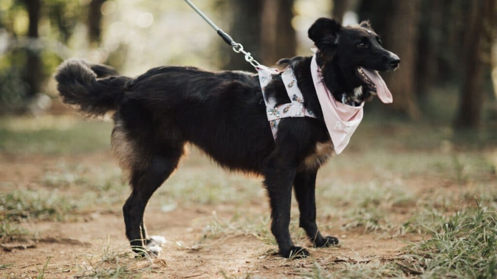 Corre con tu perro en esta carrera del Edomex: conoce los requisitos para Canicross