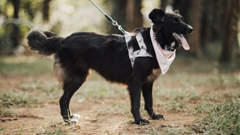 Corre con tu perro en esta carrera del Edomex: conoce los requisitos para Canicross
