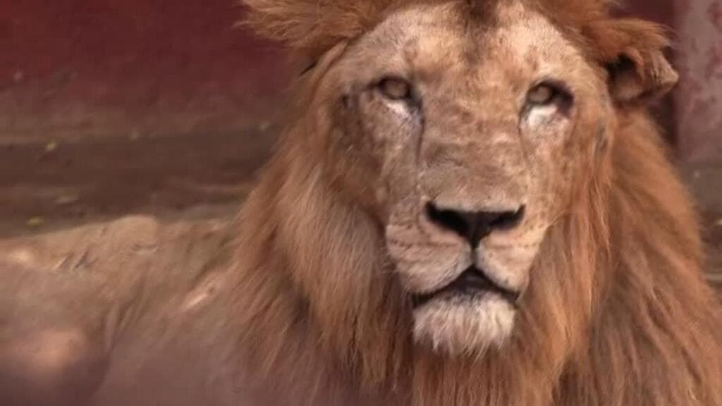Cuba: animales del zoológico luchan por sobrevivir en medio de la crisis