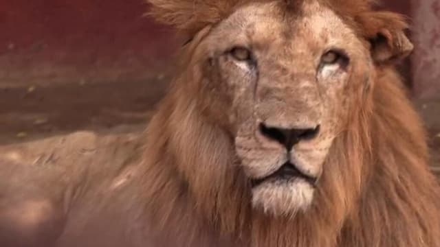 Cuba: animales del zoológico luchan por sobrevivir en medio de la crisis