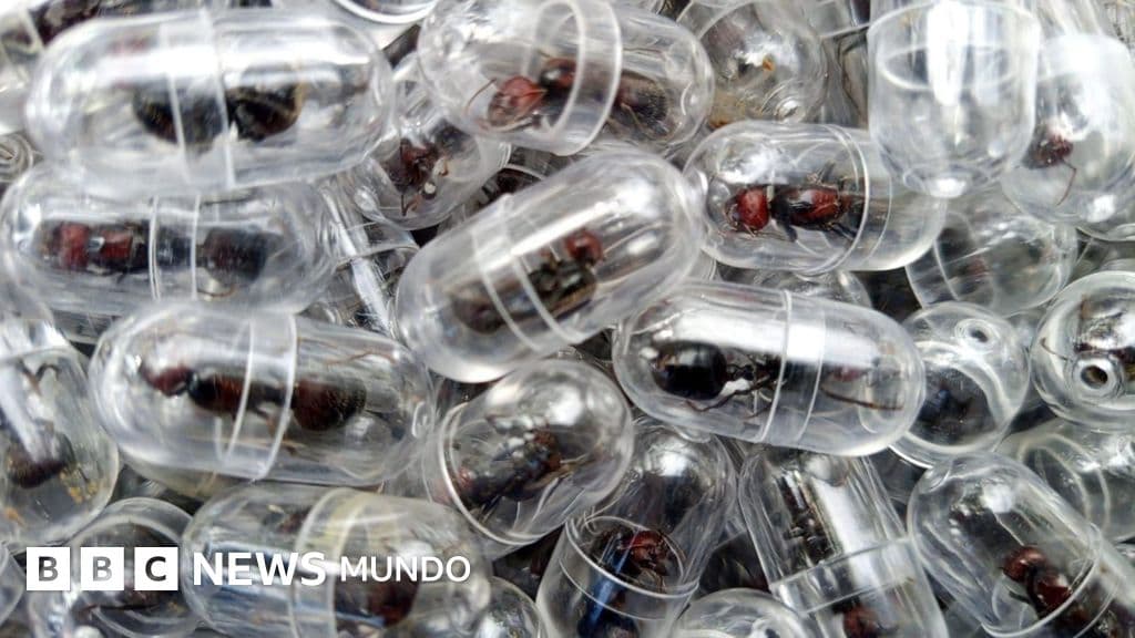 El ciudadano chino que fue detenido por el contrabando de 2.000 hormigas reina en un aeropuerto de Kenia