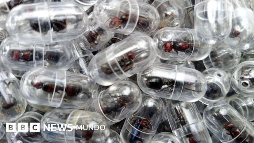 El ciudadano chino que fue detenido por el contrabando de 2.000 hormigas reina en un aeropuerto de Kenia