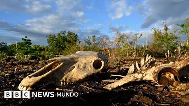 "El ganado se está muriendo de sed y hambre": el devastador impacto de El Niño que ya se siente en el Corredor Seco de Centroamérica