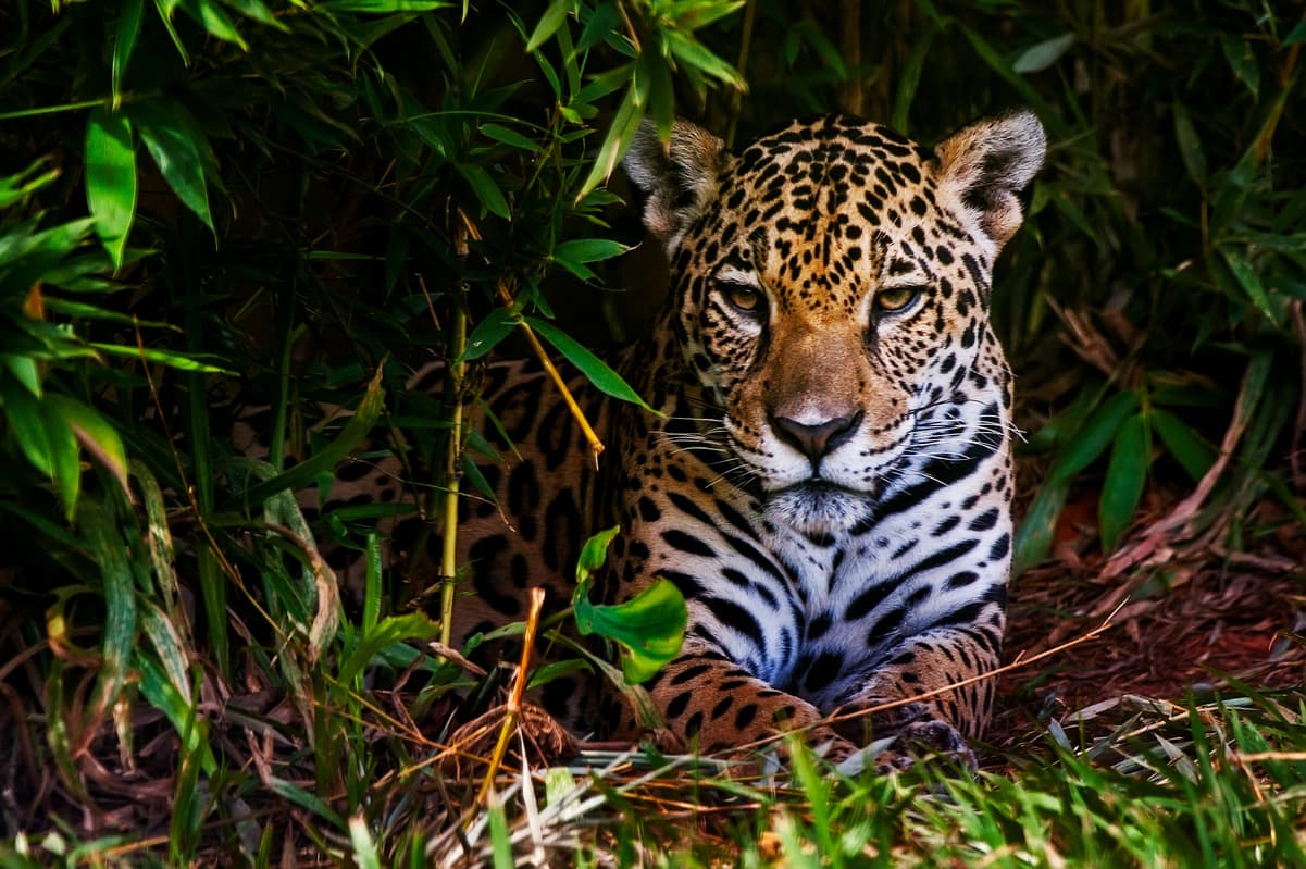 El jaguar en Mesoamérica, símbolo de poder, guerra y conexión con lo sagrado