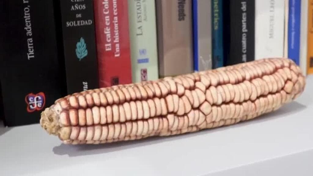 El maíz indígena en México frente a la globalización: tradición y supervivencia