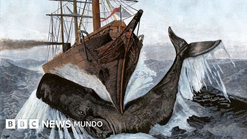 El misterioso órgano de los cachalotes que les da fuerza para hundir barcos