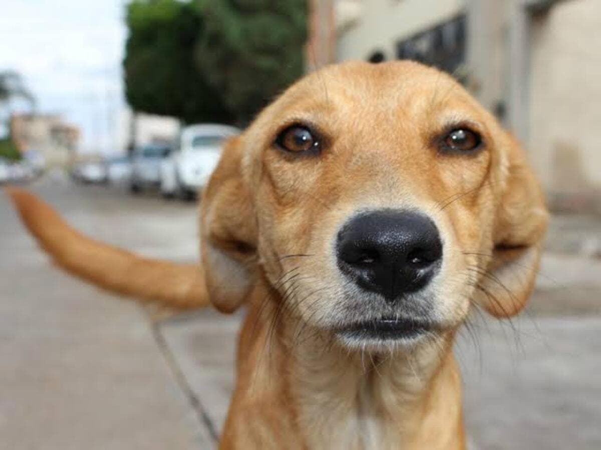 El perro amarillo mexicano, ¿cuál es el origen de este lomito que está en todas partes?