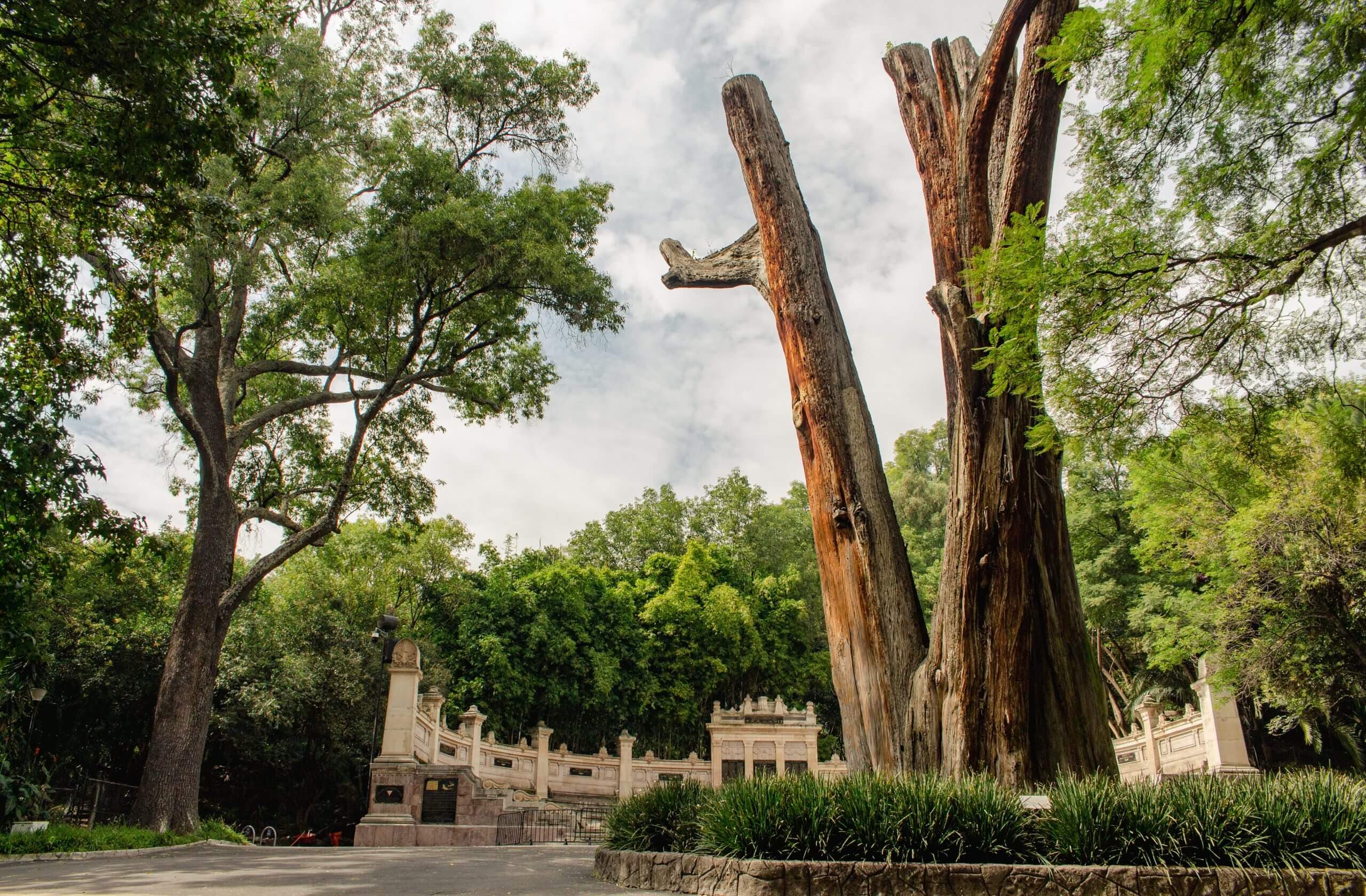 «El Sargento»: el ahuehuete que cuida al Bosque de Chapultepec desde época prehispánica
