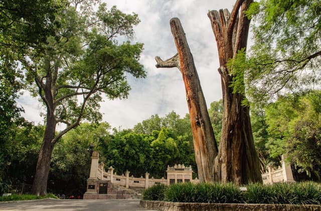 «El Sargento»: el ahuehuete que cuida al Bosque de Chapultepec desde época prehispánica