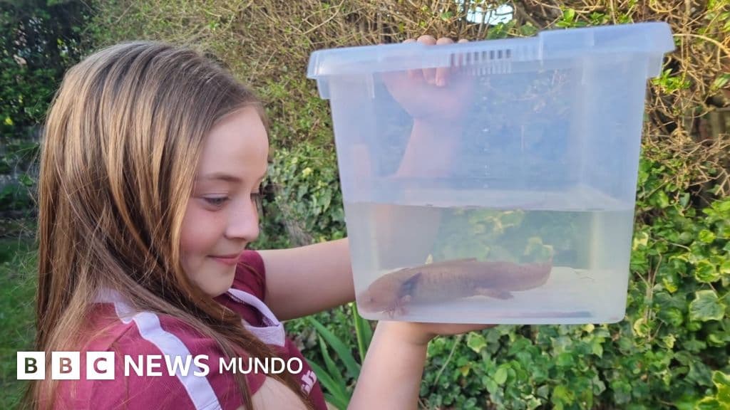 El sorprendente hallazgo de un ajolote mexicano que realizó una niña bajo un puente en Reino Unido