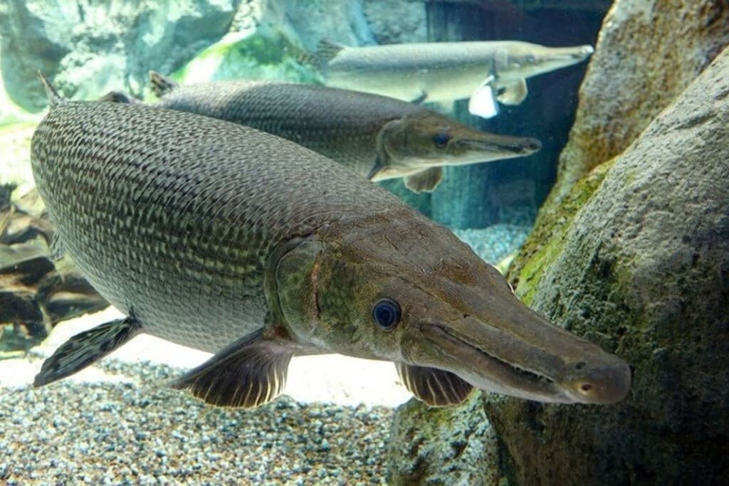 En Guatemala nacieron las primeras crías en cautiverio de este fósil viviente con 100 millones de años en la Tierra