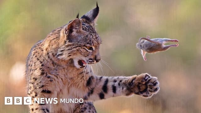 En imágenes: un lince juguetón y otras espectaculares fotos de la vida silvestre