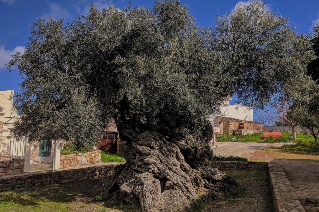 Es el arbol de olivio más antiguo del mundo que ha visto nacer y caer imperios. Tras 4,000 años sigue produciendo frutas