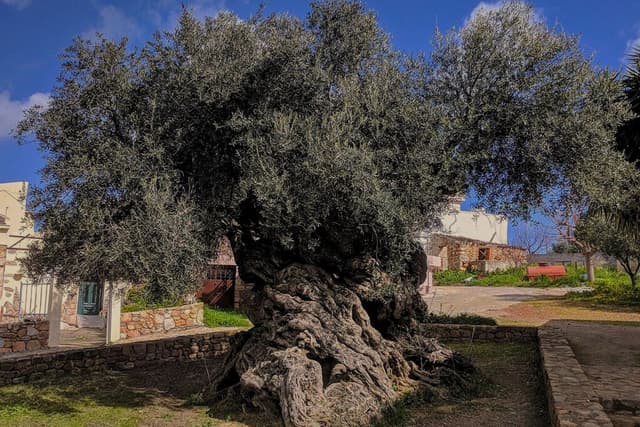 Es el arbol de olivio más antiguo del mundo que ha visto nacer y caer imperios. Tras 4,000 años sigue produciendo frutas