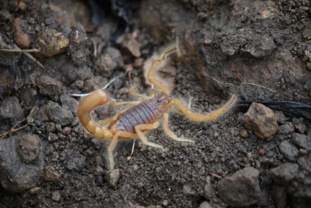 Estos son los lugares donde hacen nido los alacranes: cómo encontrarlos en casa