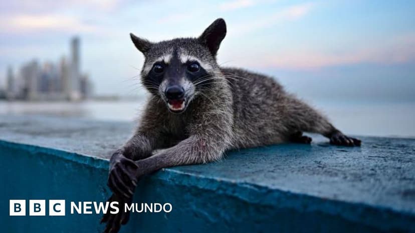 Evolución extrema: los animales que se transforman a gran velocidad para sobrevivir