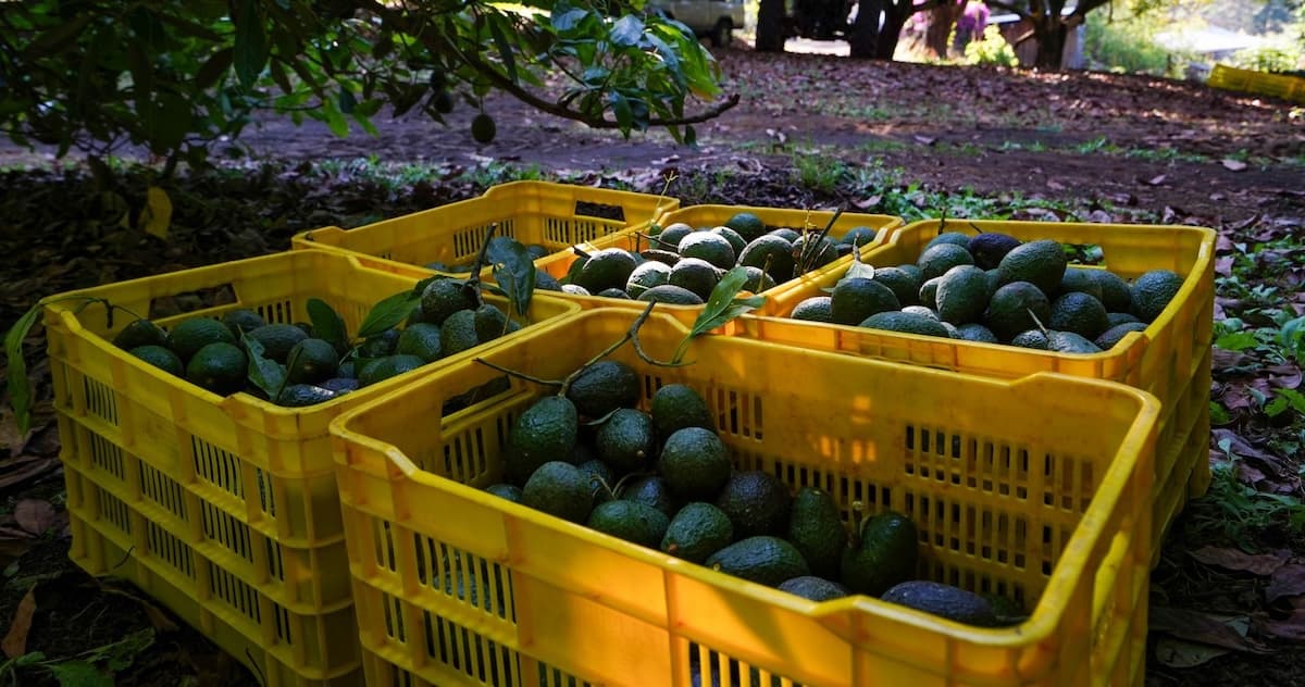 Exportaciones de aguacate mexicano a EU rompen récord: crecen 11% previo a Super Bowl