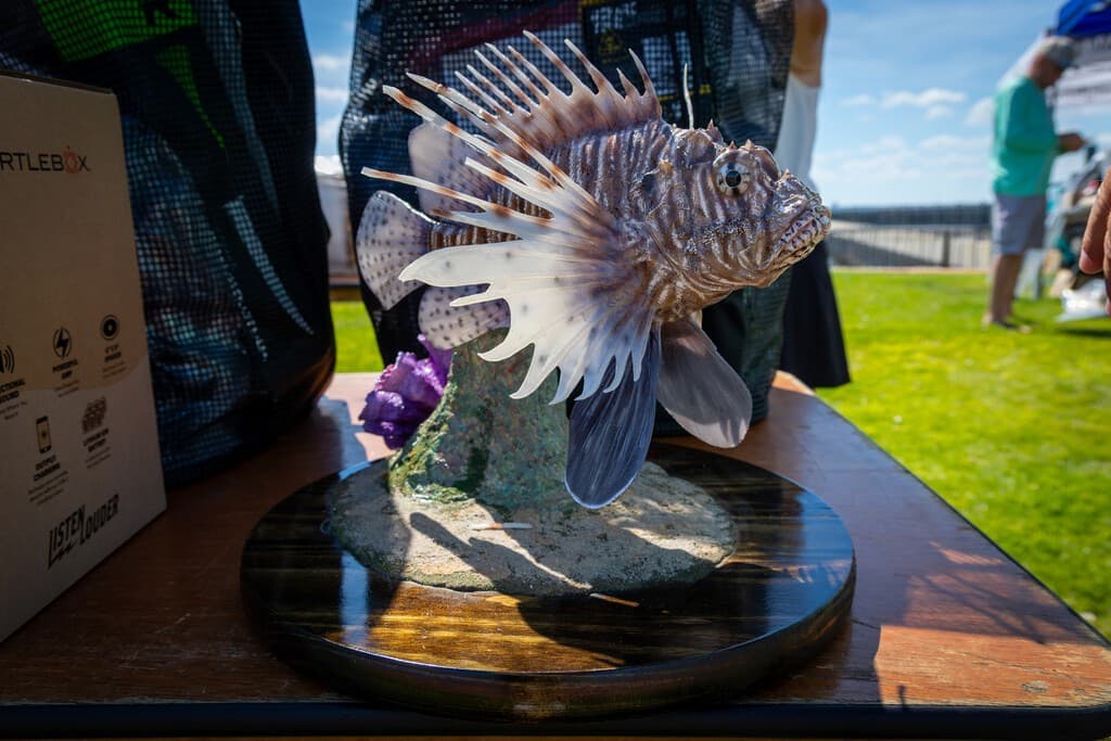 Florida quiere acabar con una especie que invade sus costas, así que organizó un concurso de pesca que ya rompió un récord