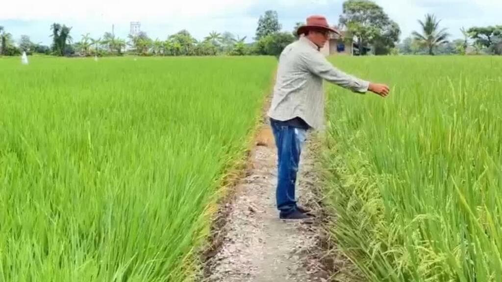 Guerra arancelaria entre Ecuador y Colombia intensifica crisis arrocera en Daule