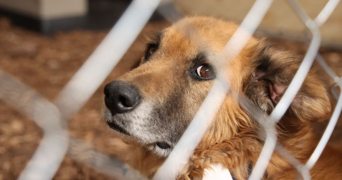 Jueza ordena devolver predio a Refugio Franciscano; Haghenbec denuncia "chicanada"