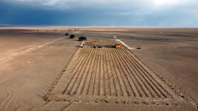 La historia del 'vino del desierto' que prospera en Atacama