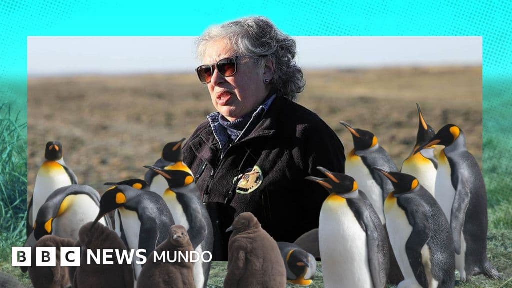 La maestra de preescolar que lo dejó todo y se convirtió en guardiana de 200 pingüinos rey en el sur de Chile
