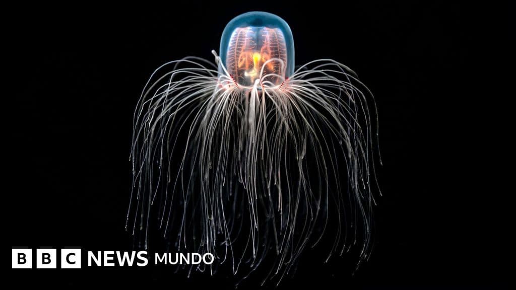 La medusa "inmortal" capaz de rejuvenecer y cómo los secretos de sus células nos pueden ayudar a tratar enfermedades