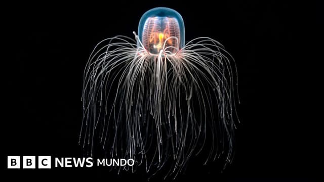 La medusa "inmortal" capaz de rejuvenecer y cómo los secretos de sus células nos pueden ayudar a tratar enfermedades