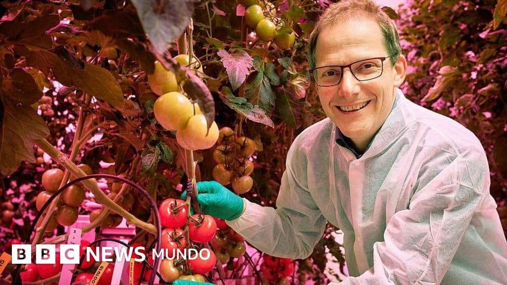 La revolución tecnológica del "food valley": cómo Países Bajos logró ser el tercer exportador mundial de alimentos con un territorio tan pequeño
