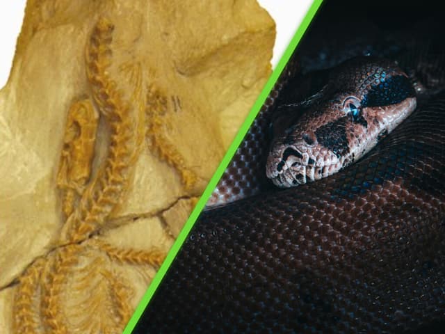 La serpiente de 34 millones de años que apareció en Estados Unidos y obligó a replantear la evolución de su especie
