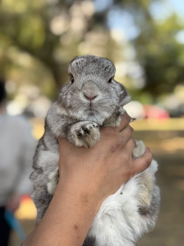Lánzate a la reunión de conejos y cuyos en la CDMX: habrá bazar, snacks y convivencia