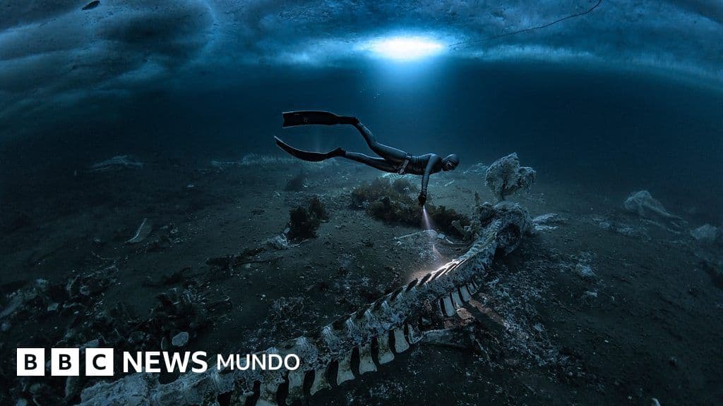 Las imágenes de los cementerios de ballenas que transforman las profundidades del mar