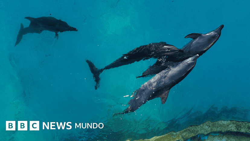 Las penosas condiciones en las que viven 9 delfines que quedaron enfermos en un parque acuático clausurado en Cancún