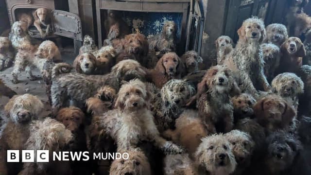 Los 250 perros hacinados en una pequeña casa de Inglaterra y su "sorprendente" recuperación tras ser rescatados